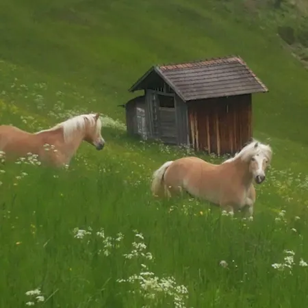 Apartment Apart.pitztal