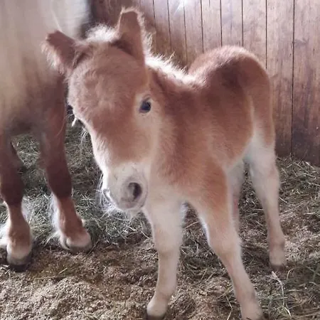 Apart.pitztal * Arzl im Pitztal