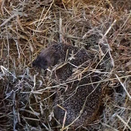 Apart.pitztal * Arzl im Pitztal