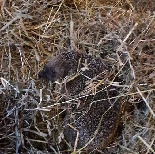 Apart.pitztal * Арцль (Пицталь)