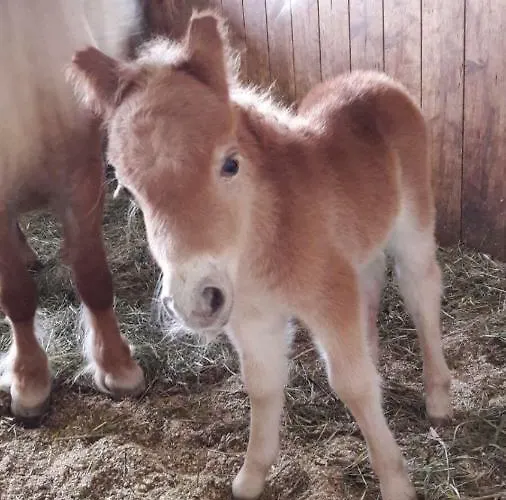 Apart.pitztal * Арцль (Пицталь)